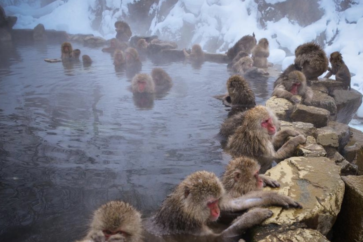 Snow monkeys in a hot spring.